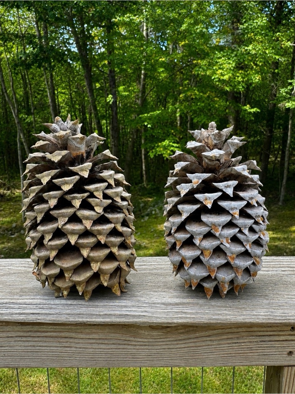 🌲 10” Natural Real Pinecones | Statement Pieces | **Airplants NOT Included